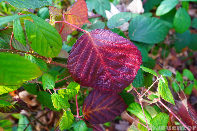 DSC08627.JPG